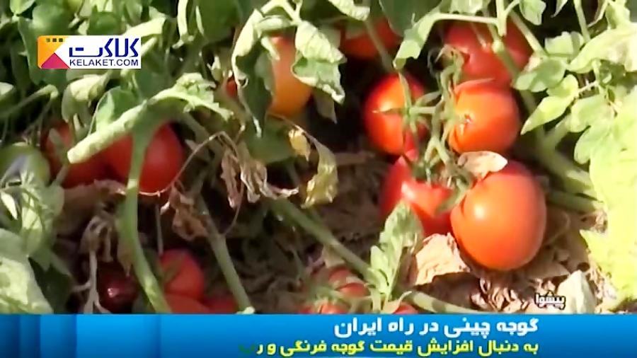 گوجه فرنگی "چینی" در راه بازار ایران!
