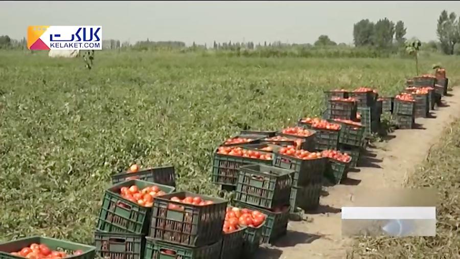 تدبیر وزارت صنعت برای کنترل افزایش قیمت گوجه فرنگی!
