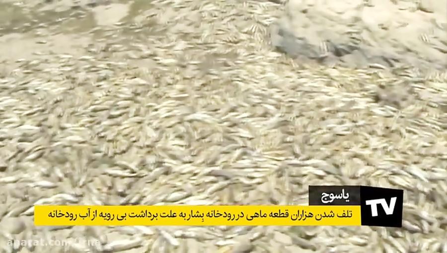 تلف شدن هزاران قطعه ماهی در رودخانه بشار یاسوج