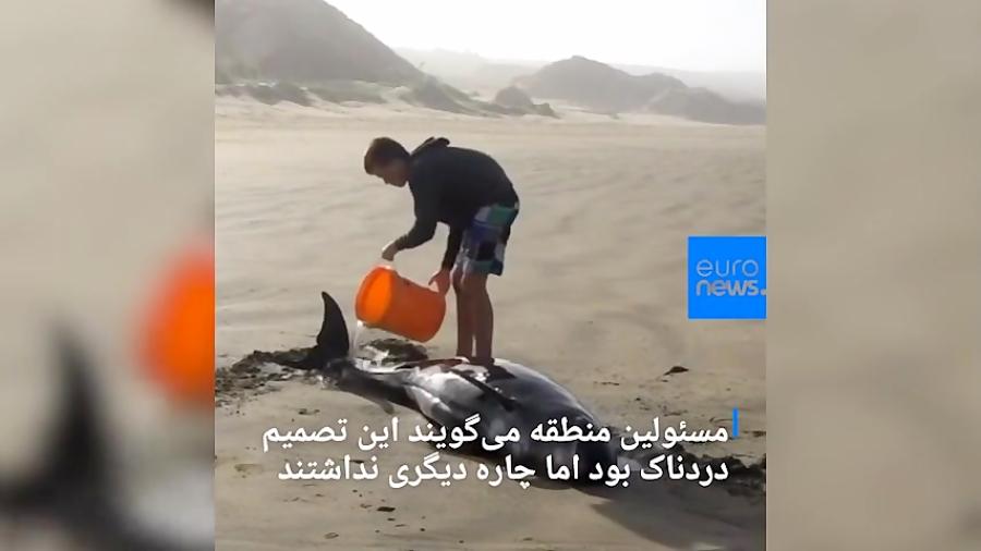 خودکشی دوباره نهنگ ها در نیوزیلند