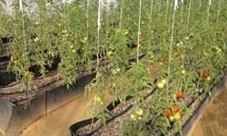 تولید گیاهان زینتی و جلوگیری از خروج سالانه 15 میلیون یورو از کشور